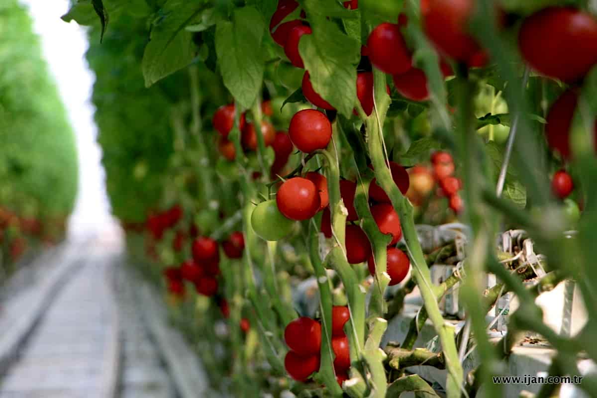 Domates Seraları