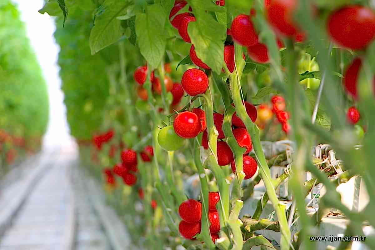 Topraksız Tarım Seraları