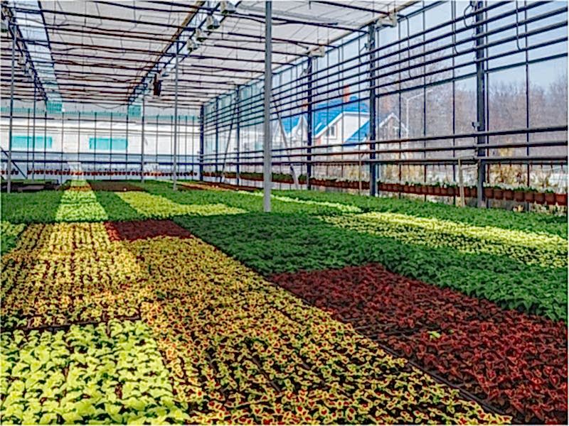 Süs Bitkisi Seraları