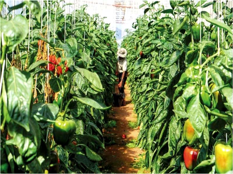 Topraklı Tarım Seraları